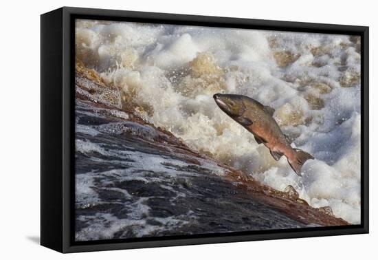 Atlantic Salmon (Salmo Salar) Leaping on Upstream Migration, England-Ann & Steve Toon-Framed Premier Image Canvas