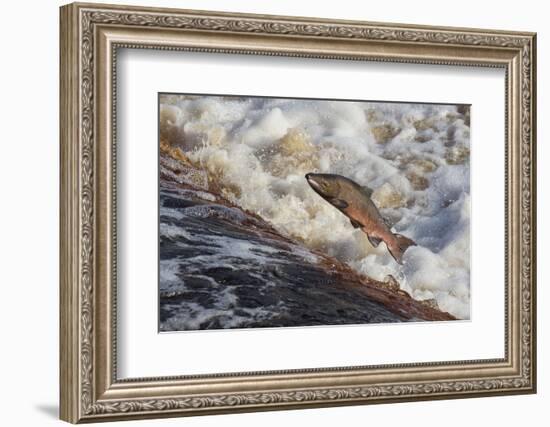 Atlantic Salmon (Salmo Salar) Leaping on Upstream Migration, England-Ann & Steve Toon-Framed Photographic Print