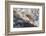 Atlantic Salmon (Salmo Salar) Leaping on Upstream Migration, England-Ann & Steve Toon-Framed Photographic Print