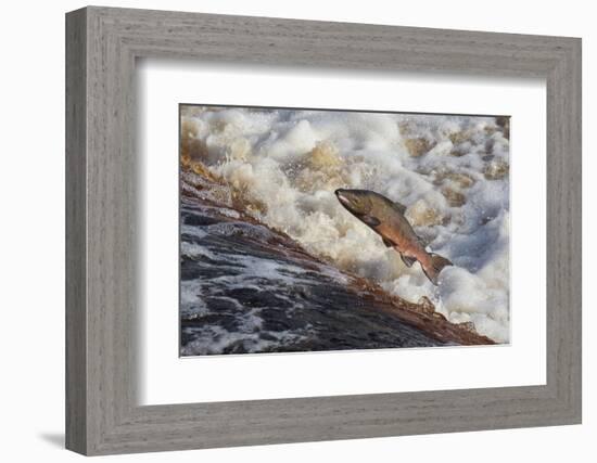 Atlantic Salmon (Salmo Salar) Leaping on Upstream Migration, England-Ann & Steve Toon-Framed Photographic Print