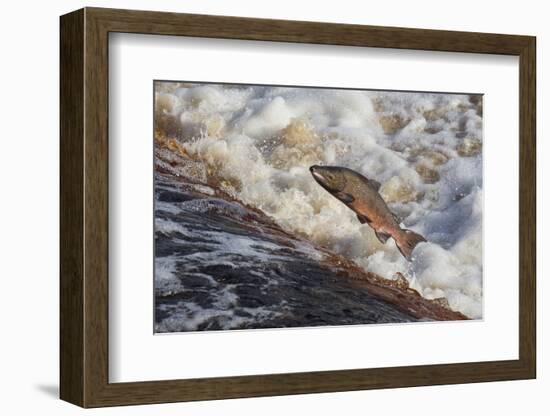 Atlantic Salmon (Salmo Salar) Leaping on Upstream Migration, England-Ann & Steve Toon-Framed Photographic Print