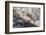 Atlantic Salmon (Salmo Salar) Leaping on Upstream Migration, England-Ann & Steve Toon-Framed Photographic Print