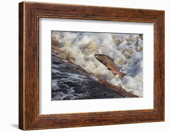 Atlantic Salmon (Salmo Salar) Leaping on Upstream Migration, England-Ann & Steve Toon-Framed Photographic Print