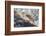 Atlantic Salmon (Salmo Salar) Leaping on Upstream Migration, England-Ann & Steve Toon-Framed Photographic Print