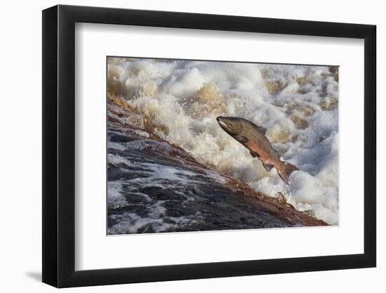 Atlantic Salmon (Salmo Salar) Leaping on Upstream Migration, England-Ann & Steve Toon-Framed Photographic Print