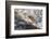 Atlantic Salmon (Salmo Salar) Leaping on Upstream Migration, England-Ann & Steve Toon-Framed Photographic Print