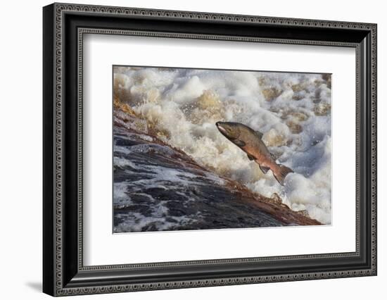 Atlantic Salmon (Salmo Salar) Leaping on Upstream Migration, England-Ann & Steve Toon-Framed Photographic Print