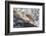 Atlantic Salmon (Salmo Salar) Leaping on Upstream Migration, England-Ann & Steve Toon-Framed Photographic Print