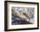 Atlantic Salmon (Salmo Salar) Leaping on Upstream Migration, England-Ann & Steve Toon-Framed Photographic Print