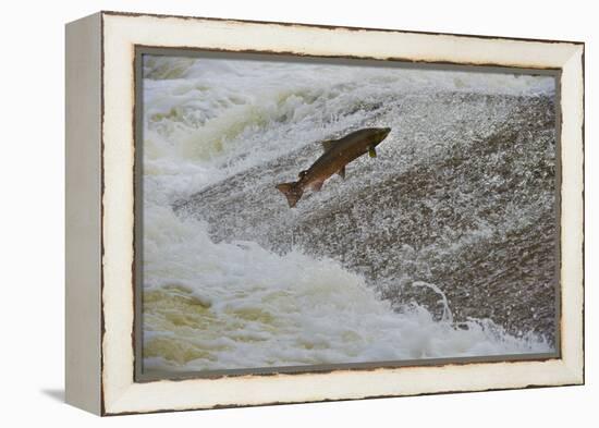 Atlantic Salmon (Salmo Salar) Leaping Up the Cauld at Philphaugh Centre Near Selkirk, Scotland, UK-Rob Jordan-Framed Premier Image Canvas