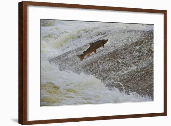 Atlantic Salmon (Salmo Salar) Leaping Up the Cauld at Philphaugh Centre Near Selkirk, Scotland, UK-Rob Jordan-Framed Photographic Print