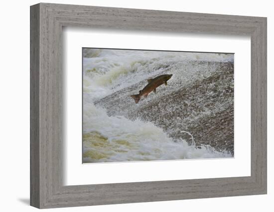 Atlantic Salmon (Salmo Salar) Leaping Up the Cauld at Philphaugh Centre Near Selkirk, Scotland, UK-Rob Jordan-Framed Photographic Print