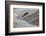 Atlantic Salmon (Salmo Salar) Leaping Up the Cauld at Philphaugh Centre Near Selkirk, Scotland, UK-Rob Jordan-Framed Photographic Print