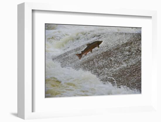Atlantic Salmon (Salmo Salar) Leaping Up the Cauld at Philphaugh Centre Near Selkirk, Scotland, UK-Rob Jordan-Framed Photographic Print