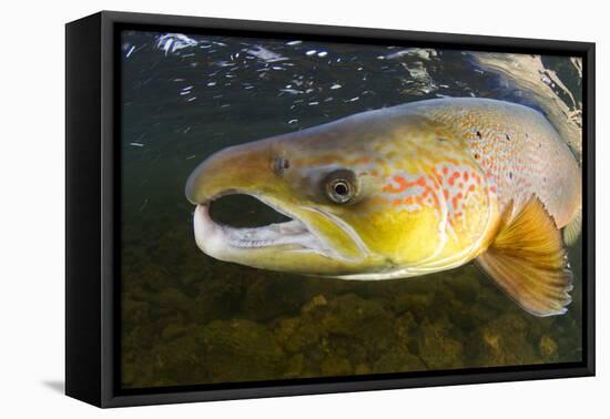 Atlantic Salmon (Salmo Salar) Male, River Orkla, Norway, September 2008-Lundgren-Framed Premier Image Canvas