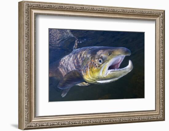 Atlantic Salmon (Salmo Salar) Male, River Orkla, Norway, September 2008-Lundgren-Framed Photographic Print