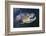 Atlantic Salmon (Salmo Salar) Male, River Orkla, Norway, September 2008-Lundgren-Framed Photographic Print