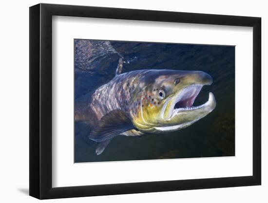 Atlantic Salmon (Salmo Salar) Male, River Orkla, Norway, September 2008-Lundgren-Framed Photographic Print
