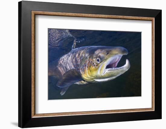 Atlantic Salmon (Salmo Salar) Male, River Orkla, Norway, September 2008-Lundgren-Framed Photographic Print