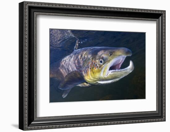 Atlantic Salmon (Salmo Salar) Male, River Orkla, Norway, September 2008-Lundgren-Framed Photographic Print