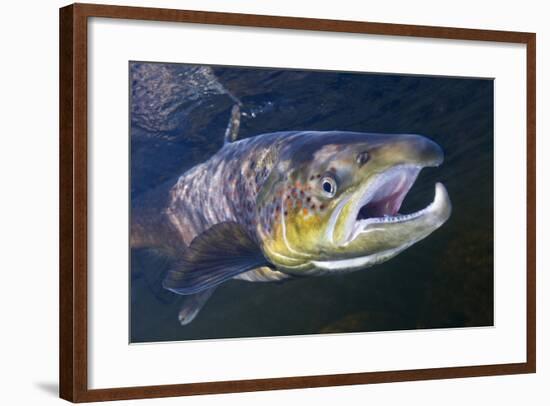 Atlantic Salmon (Salmo Salar) Male, River Orkla, Norway, September 2008-Lundgren-Framed Photographic Print