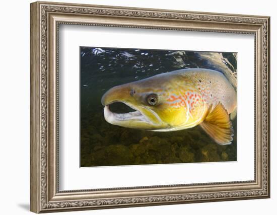 Atlantic Salmon (Salmo Salar) Male, River Orkla, Norway, September 2008-Lundgren-Framed Photographic Print