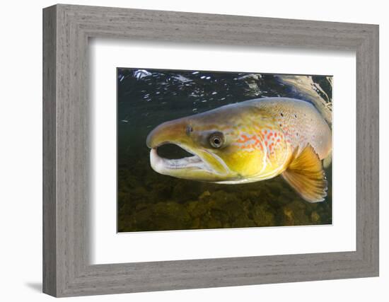 Atlantic Salmon (Salmo Salar) Male, River Orkla, Norway, September 2008-Lundgren-Framed Photographic Print