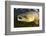 Atlantic Salmon (Salmo Salar) Male, River Orkla, Norway, September 2008-Lundgren-Framed Photographic Print