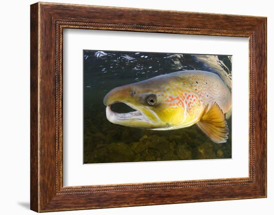 Atlantic Salmon (Salmo Salar) Male, River Orkla, Norway, September 2008-Lundgren-Framed Photographic Print