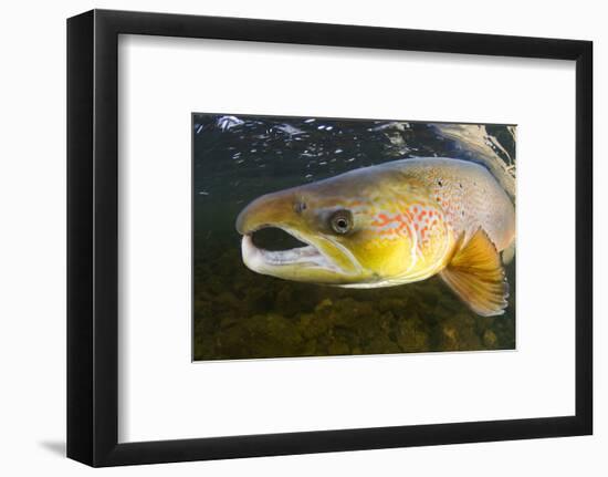 Atlantic Salmon (Salmo Salar) Male, River Orkla, Norway, September 2008-Lundgren-Framed Photographic Print