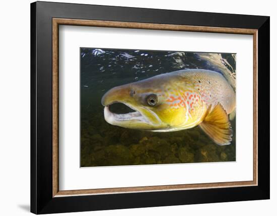 Atlantic Salmon (Salmo Salar) Male, River Orkla, Norway, September 2008-Lundgren-Framed Photographic Print