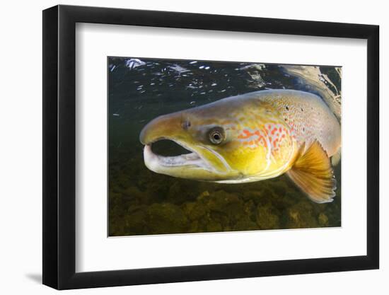 Atlantic Salmon (Salmo Salar) Male, River Orkla, Norway, September 2008-Lundgren-Framed Photographic Print