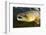 Atlantic Salmon (Salmo Salar) Male, River Orkla, Norway, September 2008-Lundgren-Framed Photographic Print