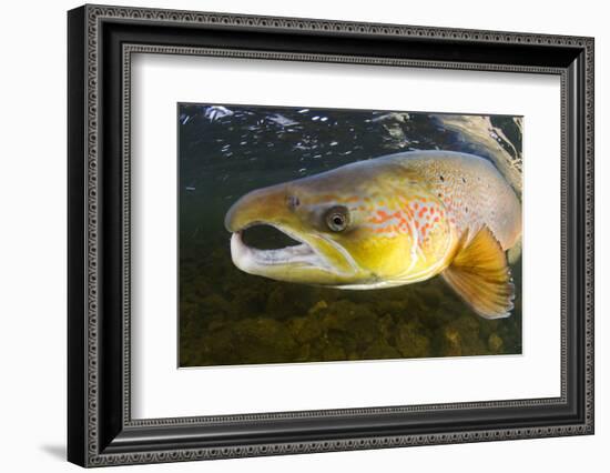 Atlantic Salmon (Salmo Salar) Male, River Orkla, Norway, September 2008-Lundgren-Framed Photographic Print