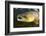 Atlantic Salmon (Salmo Salar) Male, River Orkla, Norway, September 2008-Lundgren-Framed Photographic Print