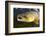 Atlantic Salmon (Salmo Salar) Male, River Orkla, Norway, September 2008-Lundgren-Framed Photographic Print