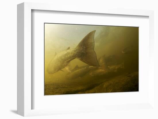 Atlantic Salmon (Salmo Salar) Migrating Upstream to Spawn, Umeälven, Sweden, July 2009-Roggo-Framed Photographic Print