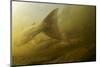 Atlantic Salmon (Salmo Salar) Migrating Upstream to Spawn, Umeälven, Sweden, July 2009-Roggo-Mounted Photographic Print