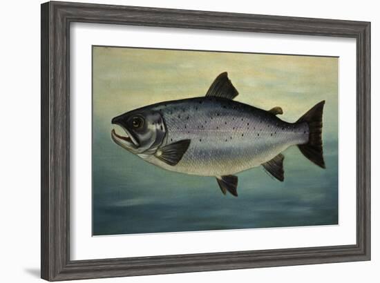 Atlantic Salmon-Porter Design-Framed Giclee Print