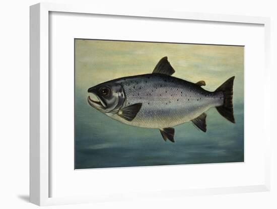 Atlantic Salmon-Porter Design-Framed Giclee Print