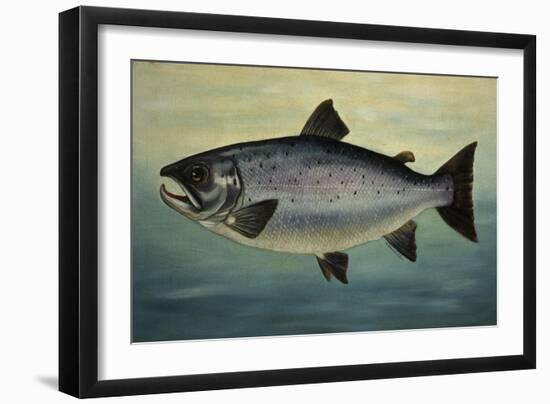 Atlantic Salmon-Porter Design-Framed Giclee Print