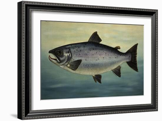 Atlantic Salmon-Porter Design-Framed Giclee Print