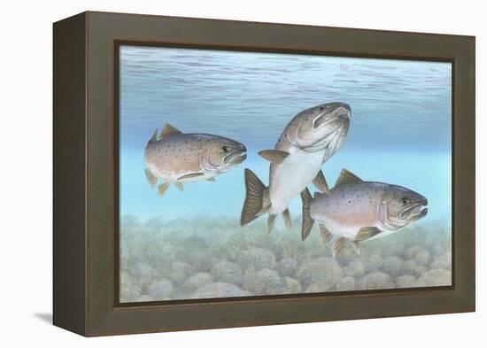 Atlantic Salmon-null-Framed Premier Image Canvas