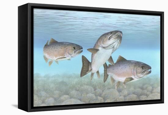 Atlantic Salmon-null-Framed Premier Image Canvas