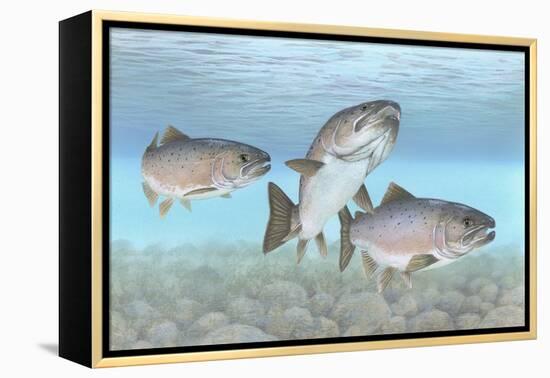 Atlantic Salmon-null-Framed Premier Image Canvas