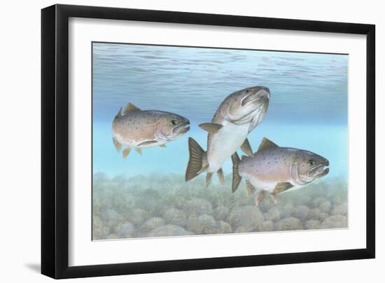 Atlantic Salmon-null-Framed Giclee Print