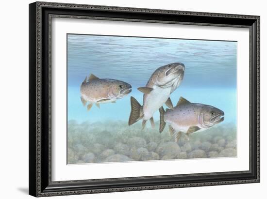 Atlantic Salmon-null-Framed Giclee Print