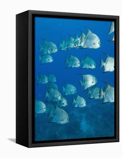 Atlantic Spadefish, Hol Chan Marine Park, Ambergris Caye, Barrier Reef, Belize-Stuart Westmoreland-Framed Premier Image Canvas