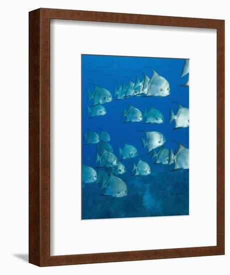 Atlantic Spadefish, Hol Chan Marine Park, Ambergris Caye, Barrier Reef, Belize-Stuart Westmoreland-Framed Photographic Print