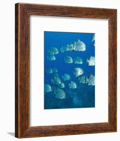 Atlantic Spadefish, Hol Chan Marine Park, Ambergris Caye, Barrier Reef, Belize-Stuart Westmoreland-Framed Photographic Print